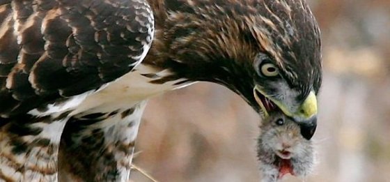 THE USA is the
                  greatest HAWK IN HISTORY --well, not its government,
                  but its PENTAGON, the PART OF THE CIA that works for
                  WORLD BANKS AND CORPORATIONS for the BILDERBERGERS
                  etc.